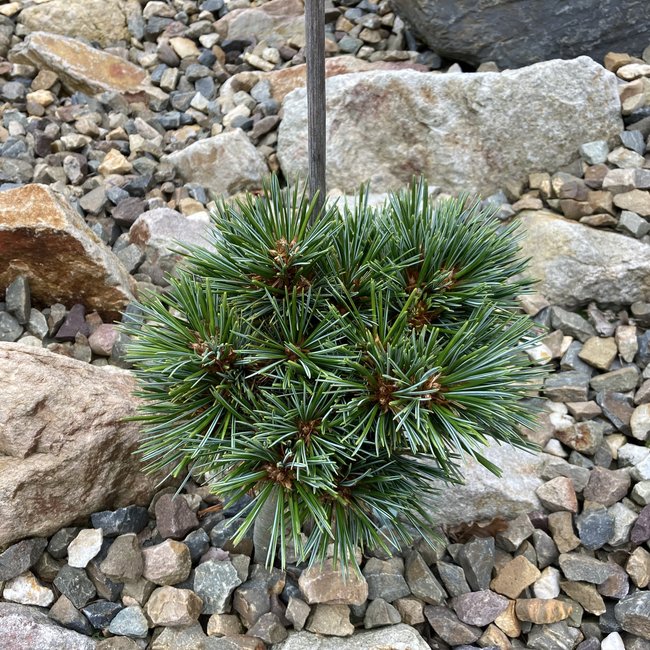 Pinus koraiensis 'Spring Grove'
