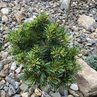 Pinus parviflora 'Little Hedgehog'