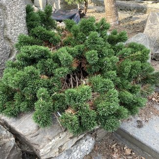 Pinus mugo 'Jakobsen'