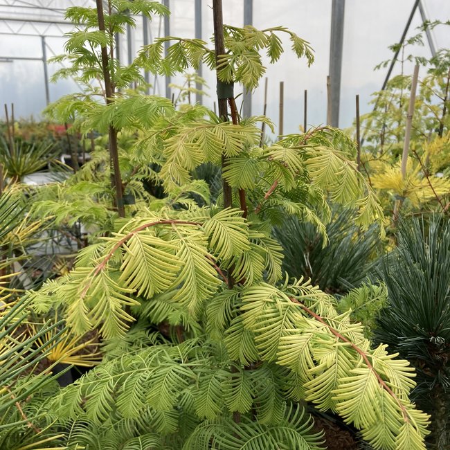 Metasequoia glypt. 'Snow Flurries'