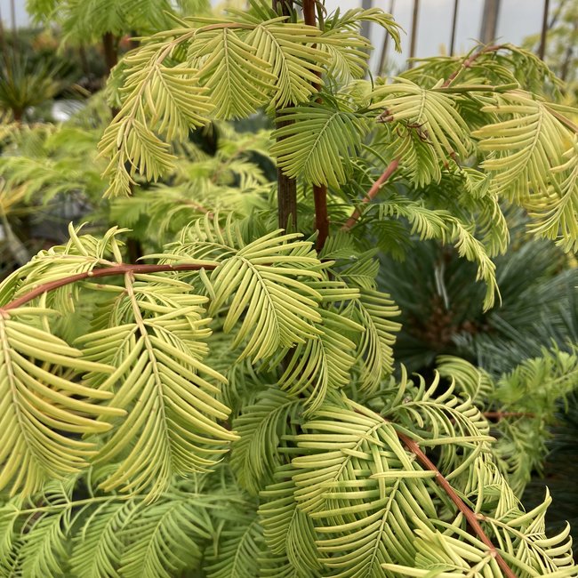 Metasequoia glypt. 'Snow Flurries'