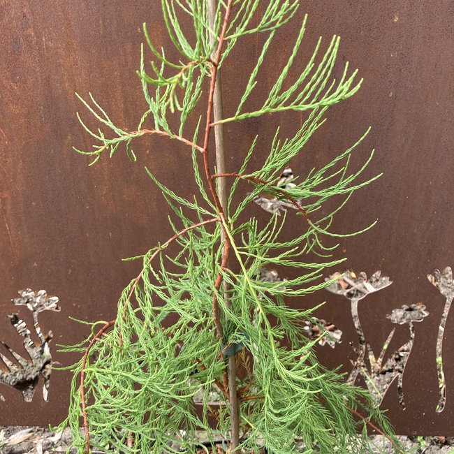 Taxodium distichum 'Nutans'