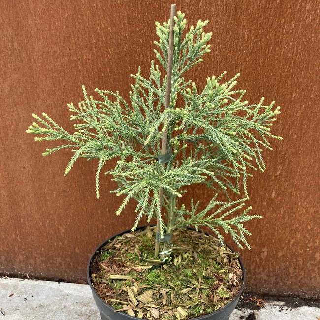 Sequoiadendron giganteum 'Beautiful Jop'