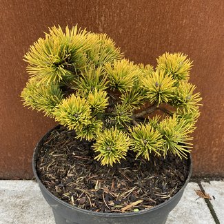 Pinus mugo 'Laarheide'