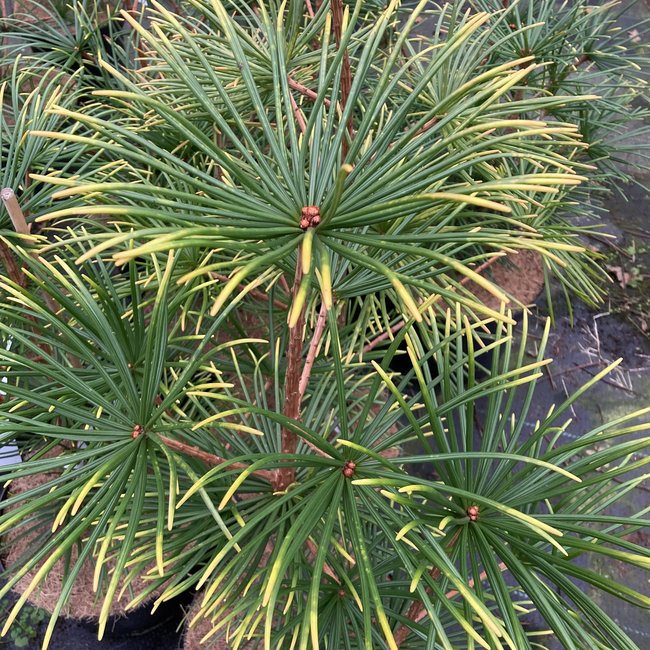 Sciadopiys verticillata 'Feuerwerk'