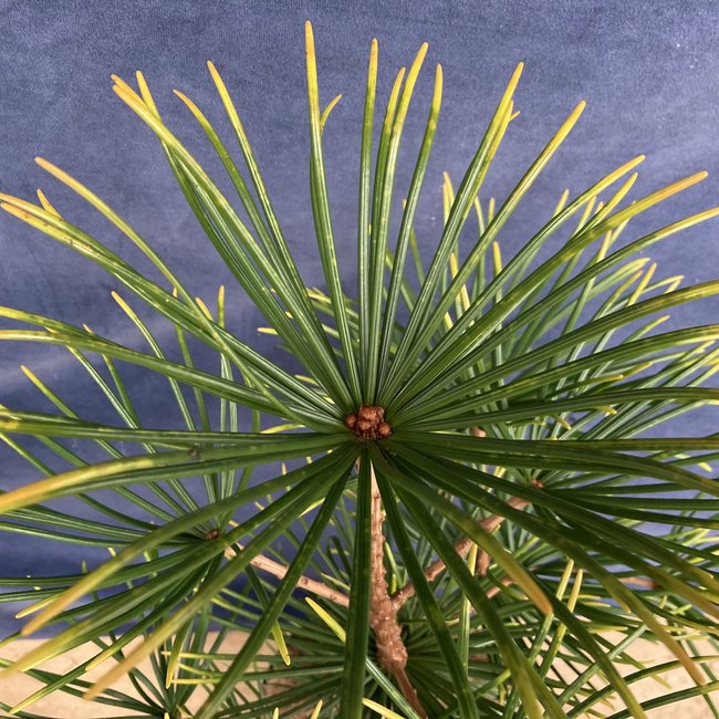 Sciadopiys verticillata 'Feuerwerk'