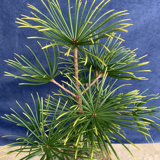 Sciadopiys verticillata 'Feuerwerk'