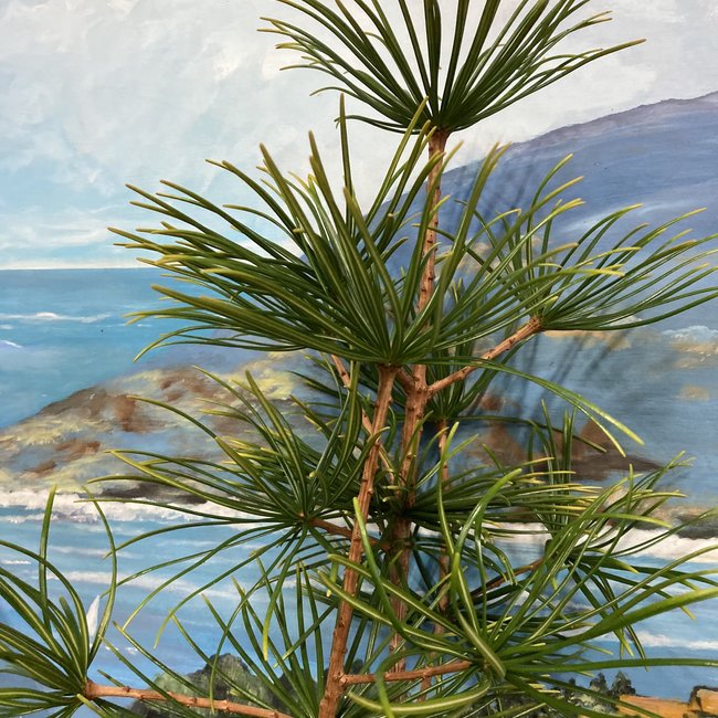 Sciadopiys verticillata 'Feuerwerk'