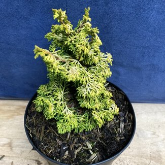 Chamaecyparis obtusa 'Golden Nymph'