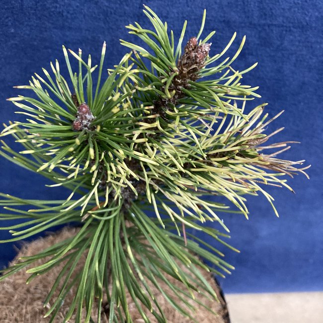 Pinus mugo 'Sylvana Tarka'