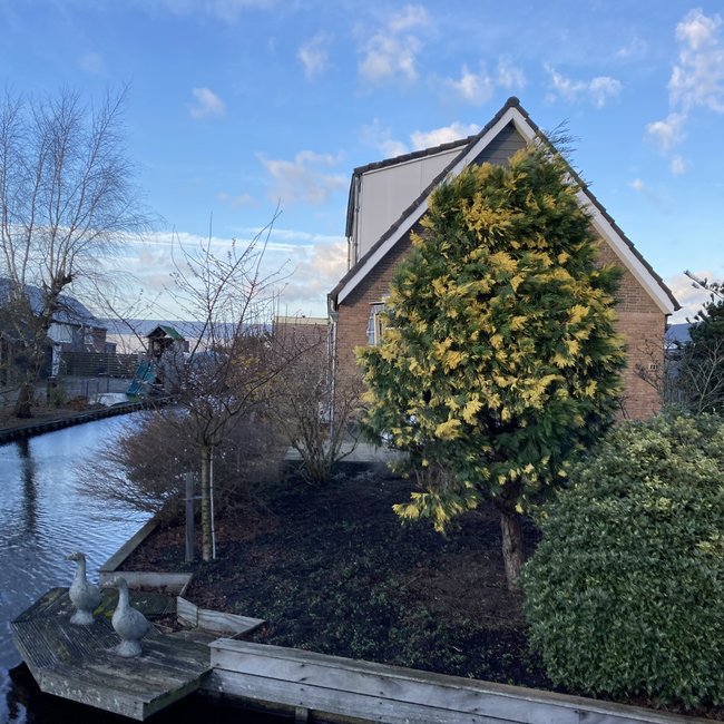 Calocedrus decurrens 'Aureavariegata'