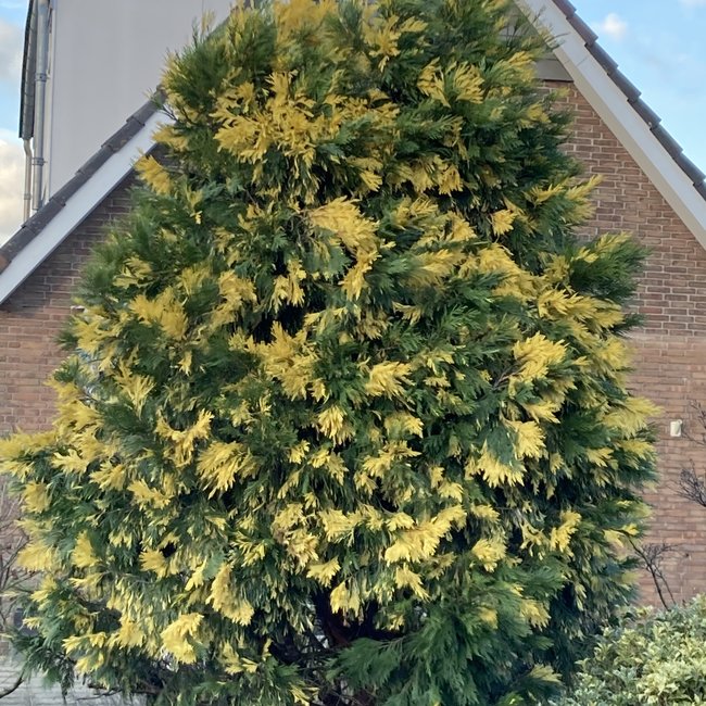 Calocedrus decurrens 'Aureavariegata'