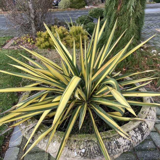 Yucca filamentosa 'Color Guard'