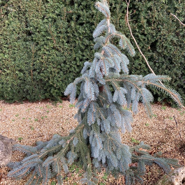Picea pungens 'The Blues'