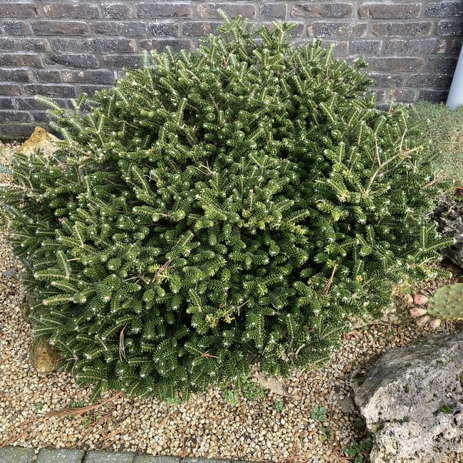 Abies koreana 'Oberon'