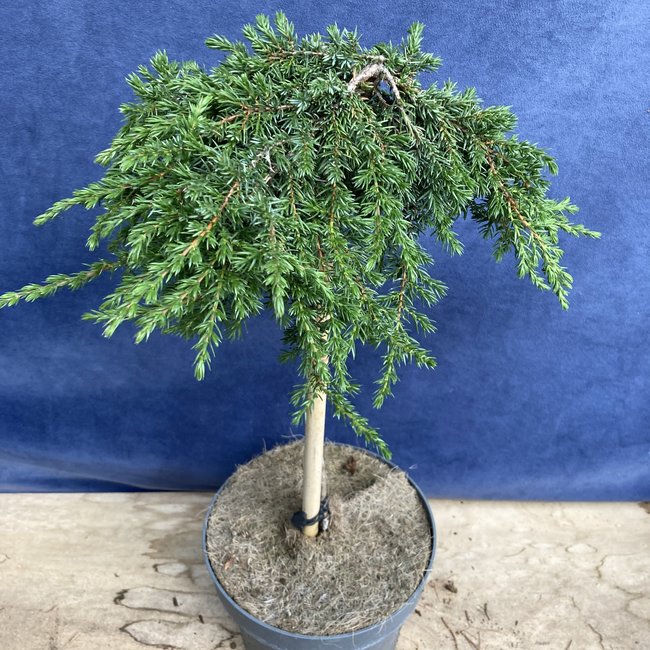 Juniperus communis 'Green Mantle'