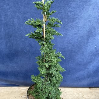 Juniperus procumbens 'Nana'