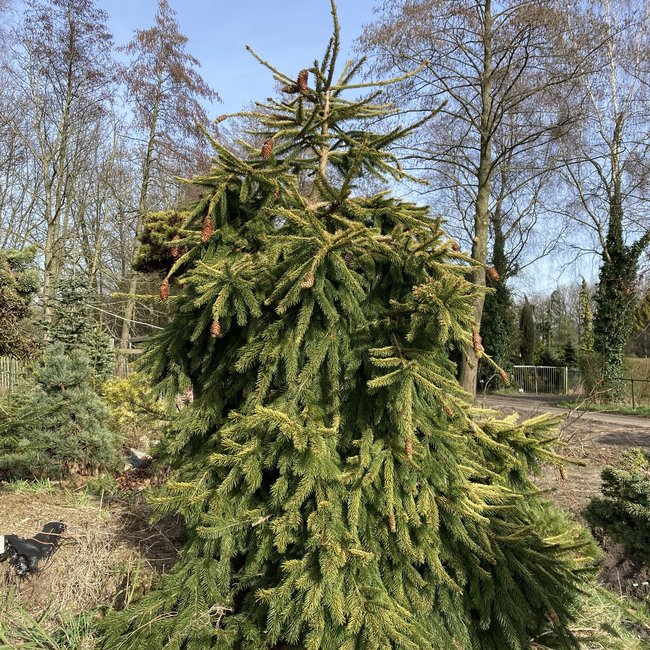 Picea abies 'Catherine's Golden Heart'