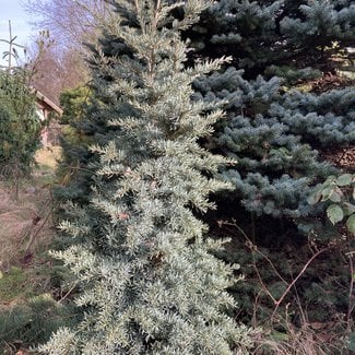 Tsuga mertensiana 'HB Horstmann'