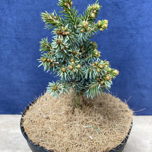 Picea omorika 'Morava'