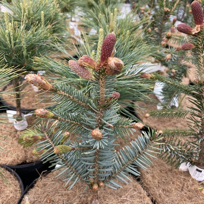 Picea omorika 'Roter Austrieb'
