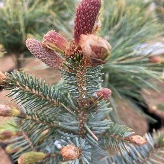 Picea omorika 'Roter Austrieb'