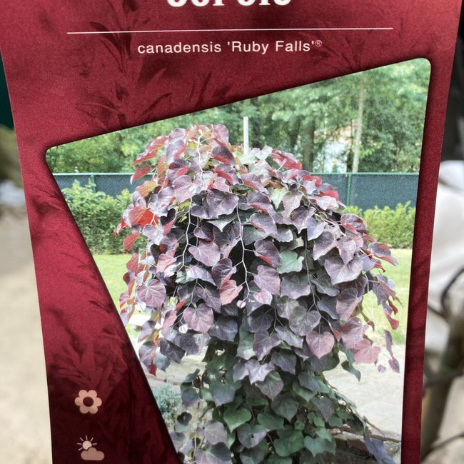 Cercis canadensis 'Ruby Falls'