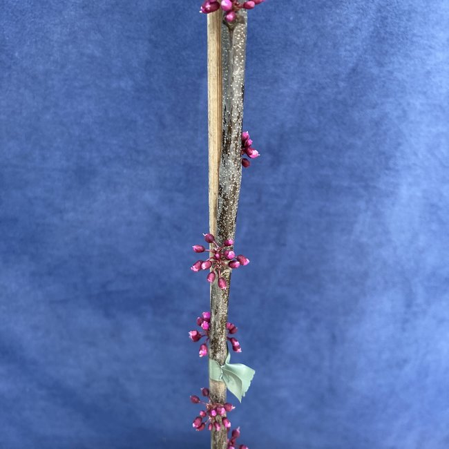 Cercis canadensis 'Ruby Falls'