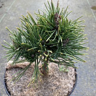 Pinus mugo 'Rock Garden'