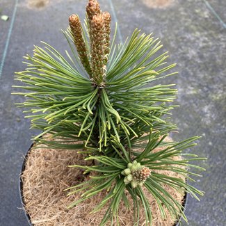 Pinus mugo 'Mumpitz'