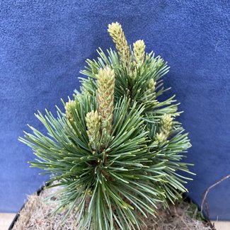 Pinus cembra 'Turrach  3'