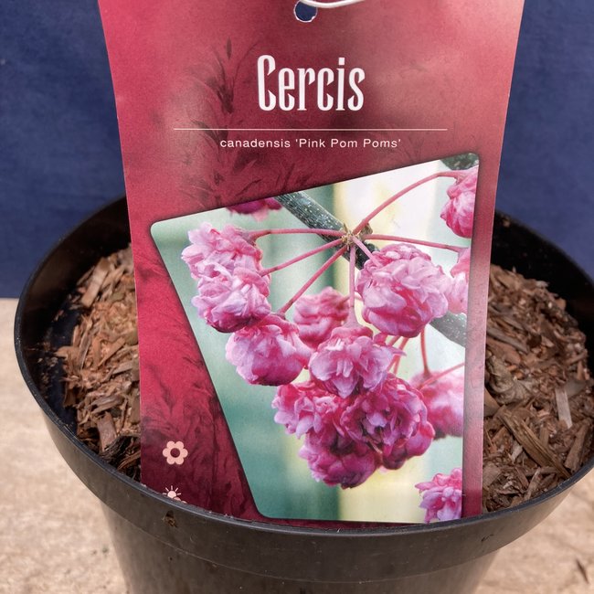 Cercis canadensis 'Pink Pom Pon'