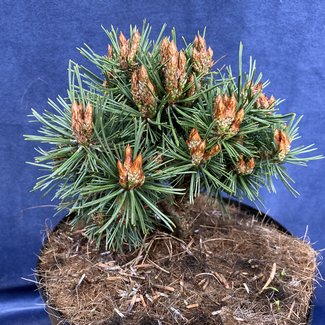 Pinus sylvestris 'Humble Pie'