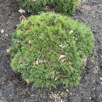 Pinus mugo 'Walsch'