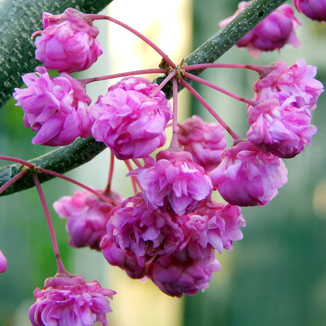 Cercis canadensis 'Pink Pom Pon'