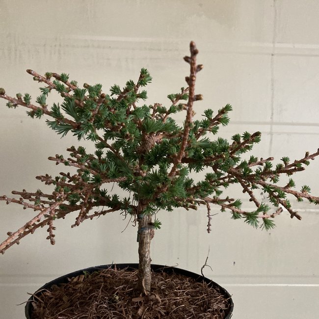 Larix kaempferi 'Wehlen'