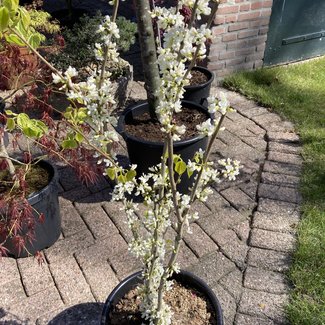 Cercis chinensis 'Shirobana'