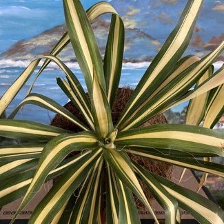 Yucca filamentosa 'Color Guard'