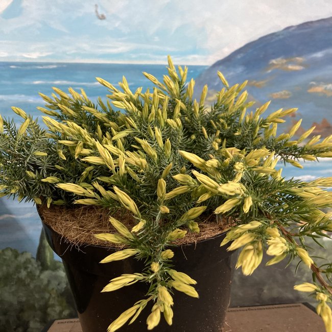 Juniperus conferta 'Sunflower' PBR