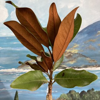 Magnolia grandiflora 'Gallisoniensis Nana'