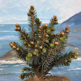 Picea sithensis 'Pevé Wiesje