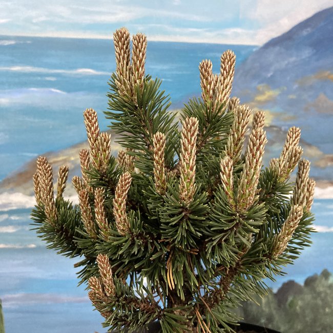 Pinus mugo 'Sherwood Compact'