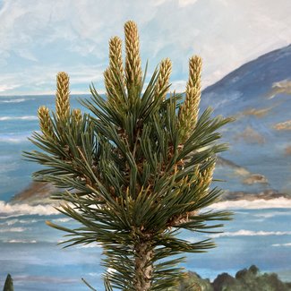 Pinus flexilis 'Commanche'