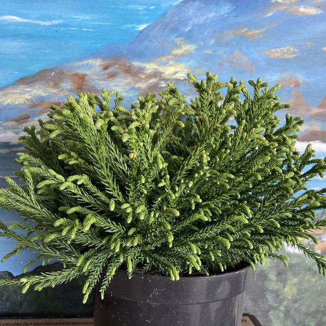 Cryptomeria japonica 'Little Sonja'