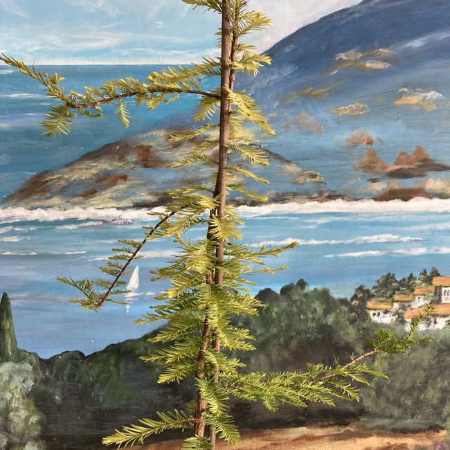 Taxodium distichum 'Pevé Minaret Yellow'