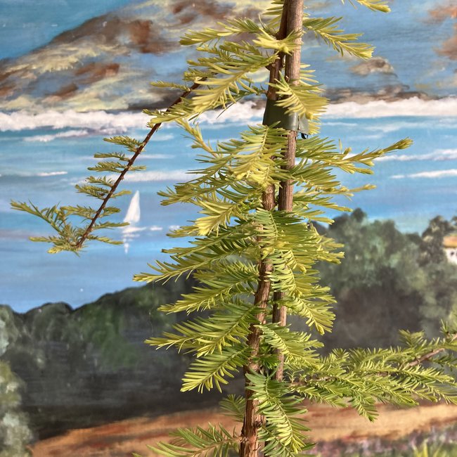 Taxodium distichum 'Pevé Minaret Yellow'