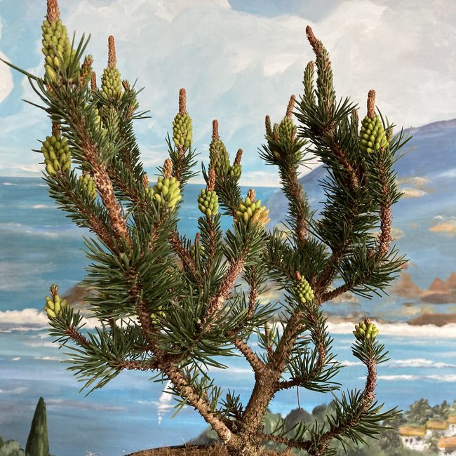 Pinus contorta 'Spaan's Dwarf'