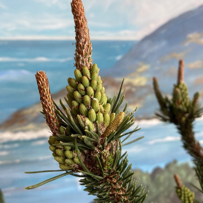 Pinus contorta 'Spaan's Dwarf'