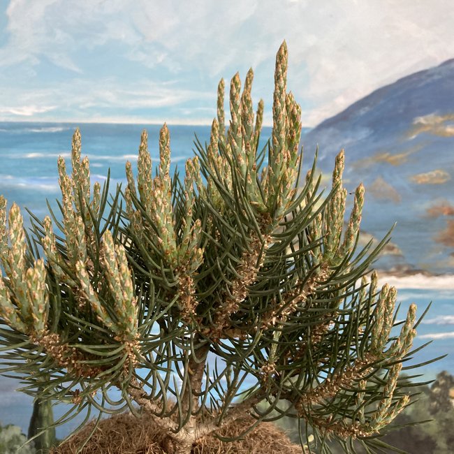 Pinus monophylla 'Wiggles'