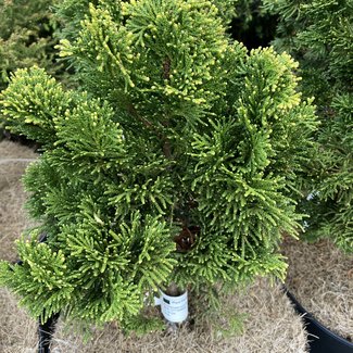 Chamaecyparis obtusa 'White Tip'